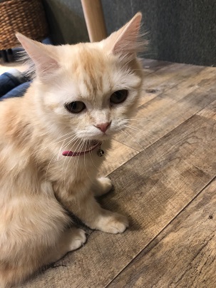 ����Ҥ�ͤ����