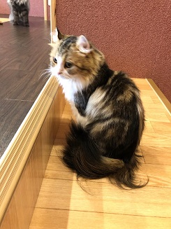 ����Ҥ�ͤ����